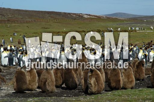 09-Königspinguin (29 von 84).jpg